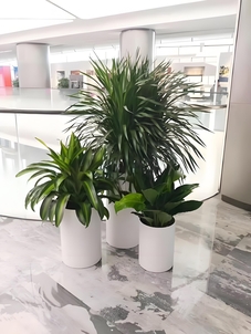 “镇海植物租赁哪家强？看这几家脱颖而出！验